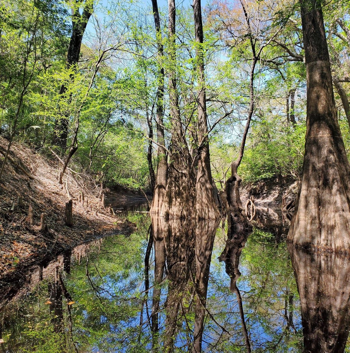 Cypress trees standing in the still blackwater of the St. Marys River with spring leaves and reflections