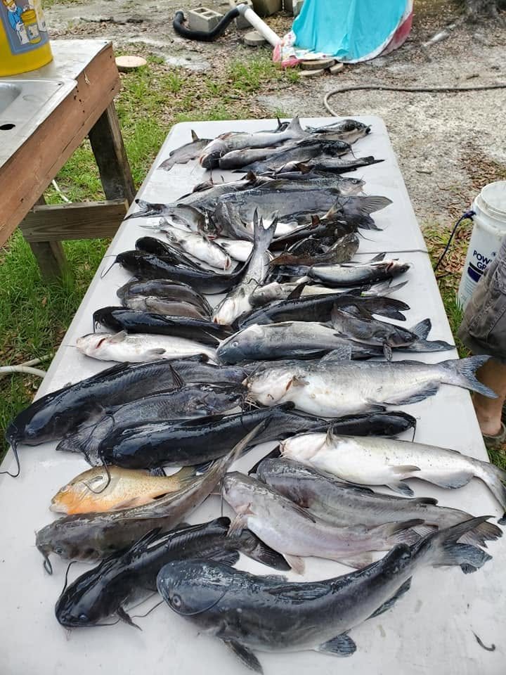 A table of catfish caught on the St. Marys River, laid out on the fish cleaning station
