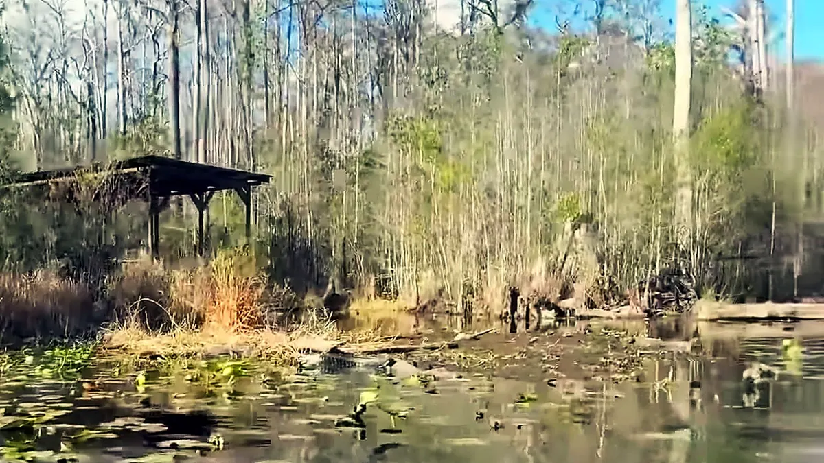 Dark Okefenokee water and lily prairie under cypress