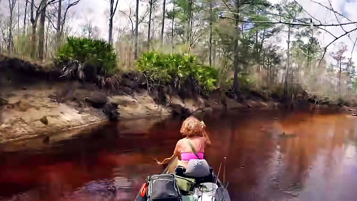 Bare winter timber leaning over a Satilla sandbar