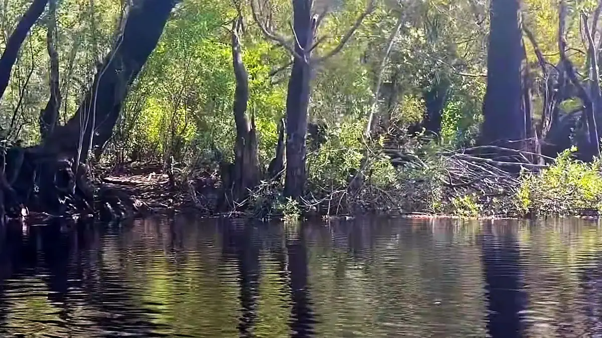 The Suwannee running dark past a white sand bank