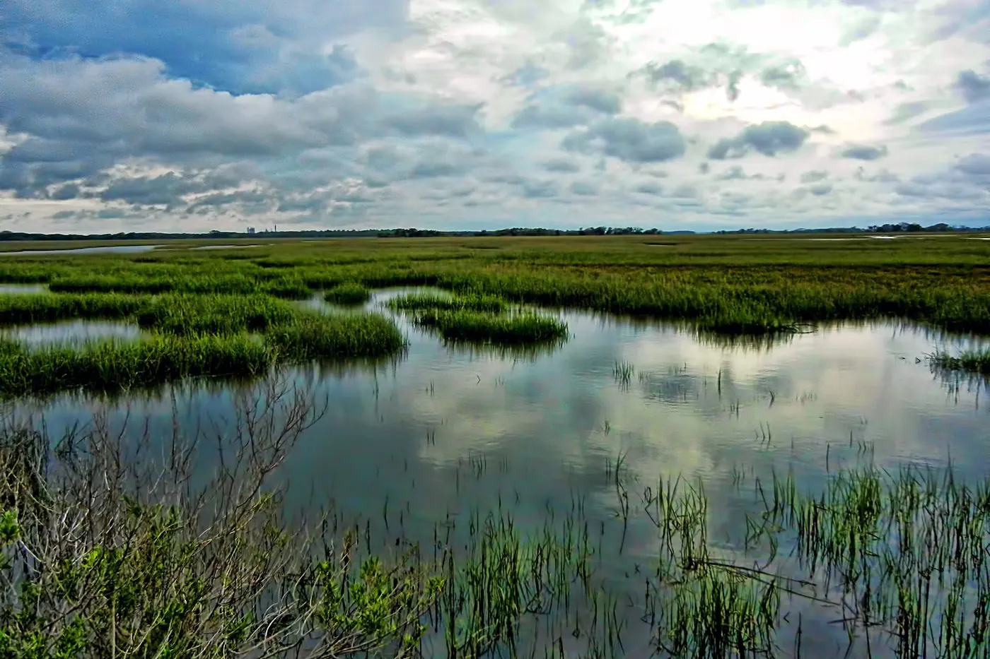 Coastal Salt Marsh