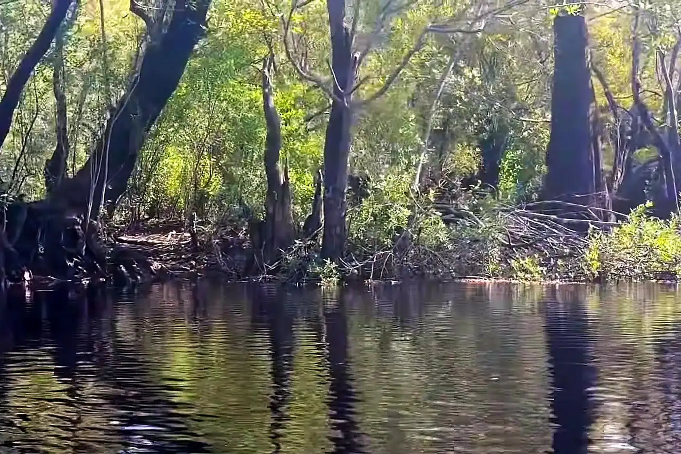 Suwannee River