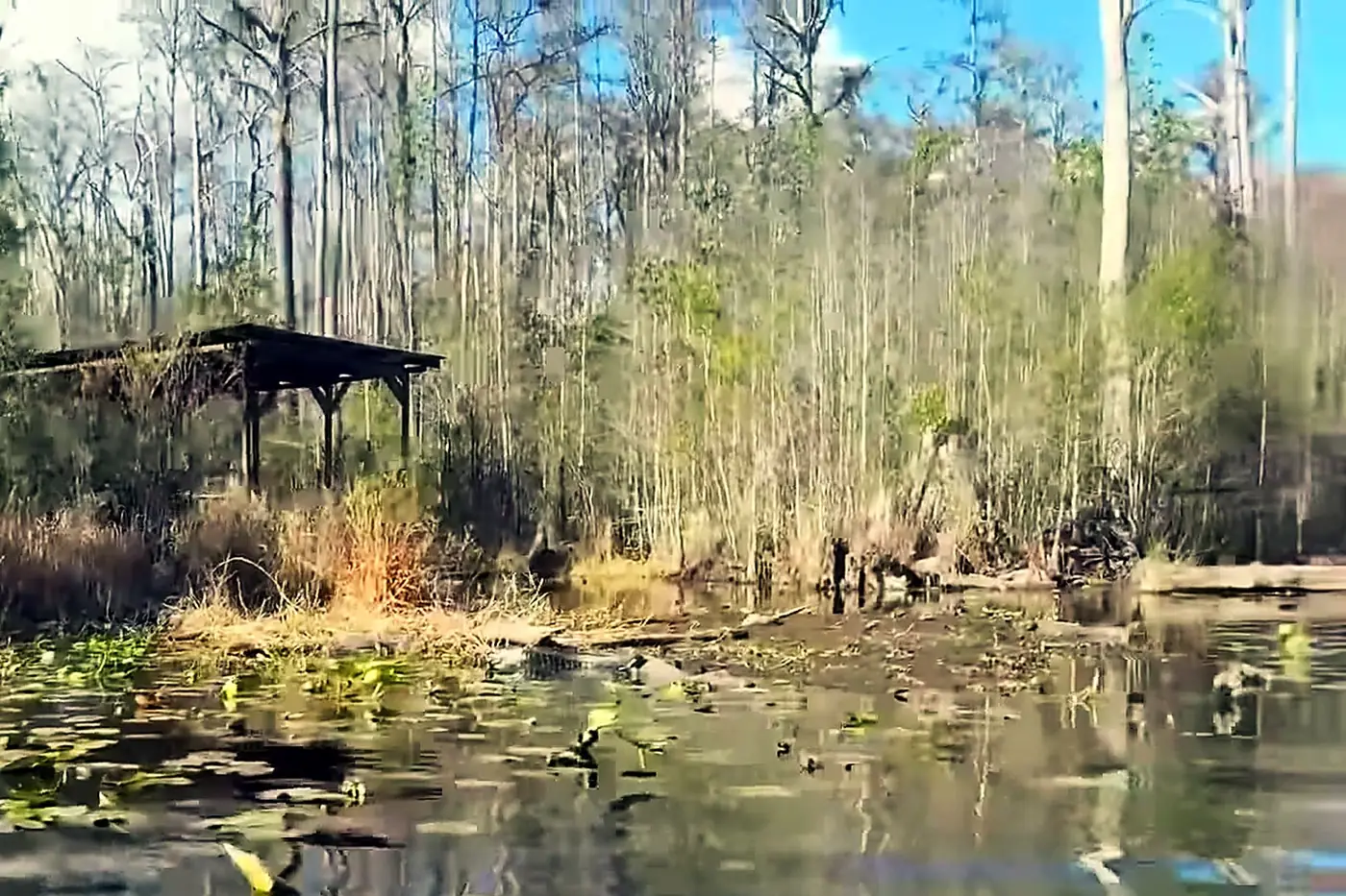 The Okefenokee Wilderness